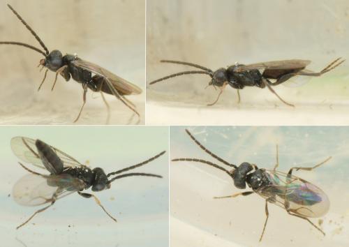 Gonatopus striatus
